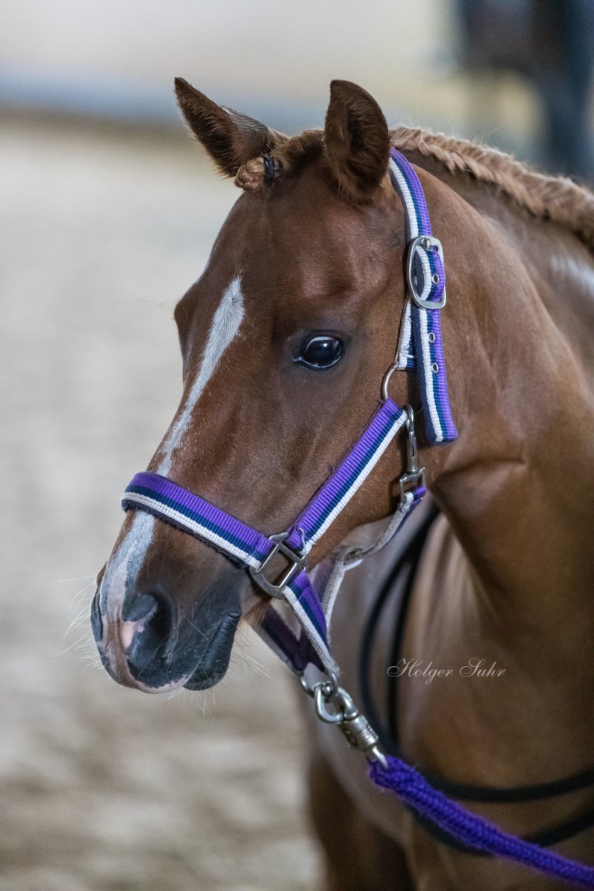 Bild 4 - Pony Akademie Turnier